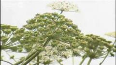 Les plantes invasives