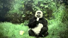 APES (A Project of The Conservation Trust)