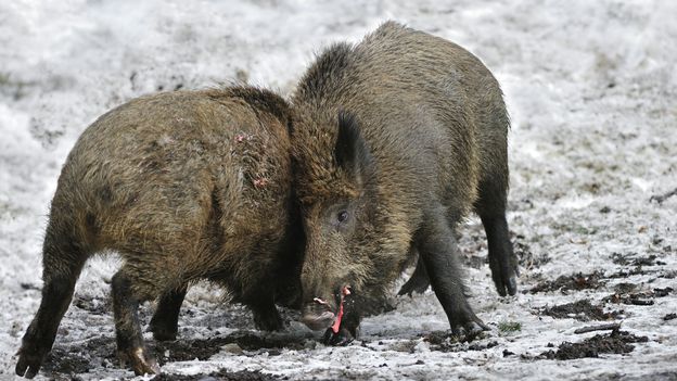 Les sangliers transmettraient au bétail des formes atypiques de brucellose