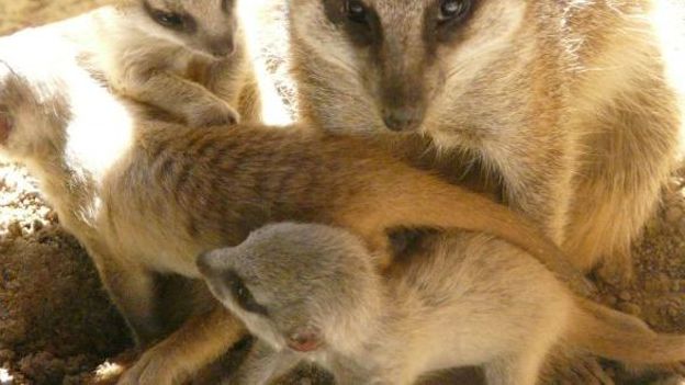 La famille suricate s'est agrandie