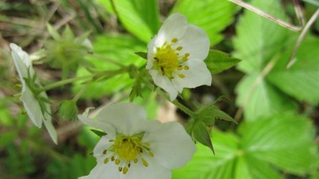 Fraisier des bois en fleur