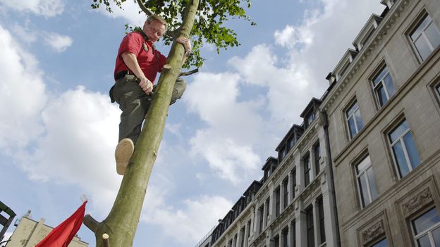 L'arbre de joie doit être érigé avant 17 heures pour respecter la tradition