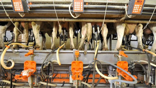 Le prix du lait n'est pas assez cher pour les agriculteurs
