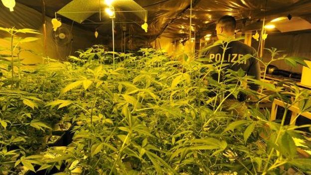 Culture de cannabis aux frontières de la Belgique.