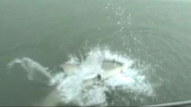 Un requin-taureau vole la prise d'un pêcheur remontant sa ligne