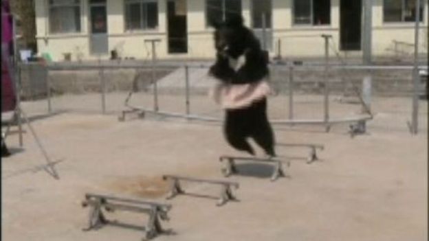 Des ours chinois jouent aux gymnastes