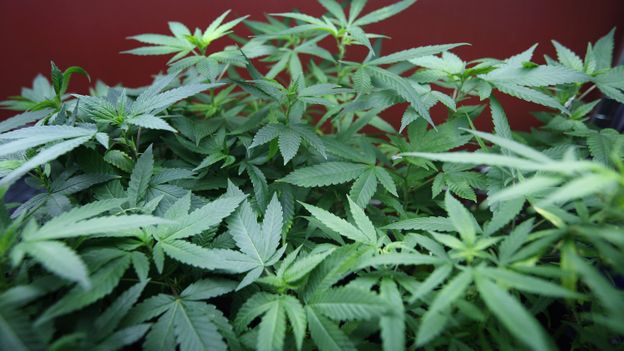France: des détenus cultivaient du cannabis dans le jardinet de la prison