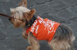 chien, beau, velo, ravel 