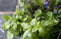 herbes aromatiques 