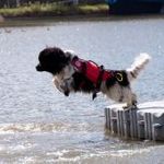 Les chiens sauveteurs aquatiques