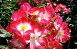 rose bukavu 