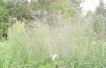 Molinia caerulea subsp. arundinacea 'Transparent' 