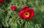 Francis Peeters -Paeonia tenuifolia