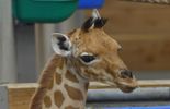 123 Planckendael vient de baptiser son nouveau bébé girafe: Mukiri