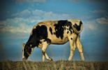 123 Aujourd'hui en Europe: retour des farines animales