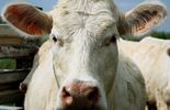 123 Le lait équitable, peut-être une solution à la crise
