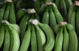 Pérou: 1,5 tonne de cocaïne dans des caisses de bananes pour la Belgique