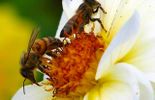 123 La Commission européenne interdit temporairement 3 insecticides