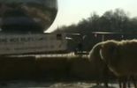 Des agriculteurs et éleveurs belges ont parqué quelques moutons à l'ombre de l'Atomium à Bruxlles pour défendre une politique agricole