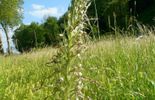 Inauguration d'une nouvelle réserve naturelle à Bassenge
