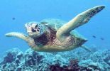 123 L'Australie veut faire de la mer de Corail la plus grande réserve marine