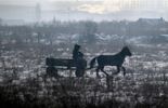 123 Des lasagnes à la viande de cheval en Bulgarie