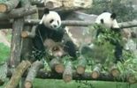 L'arrivée de deux pandas géants dans un zoo en France