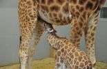 123 Planckendael: le bébé girafon de Barbie est né