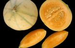 Japon: une paire de melons vendue 10 000 euros aux enchères