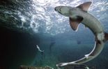 123 Un chercheur mordu par un fœtus de requin 