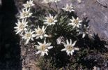 123 Europe: la flore des montagnes très touchée par le réchauffement