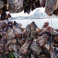 Des têtes de cabillaud sèchent sur des claies, donnant une odeur particulière à certains coins des Lofoten