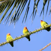 Ils cambriolent une animalerie et volent pour 15 000 euros de perruches