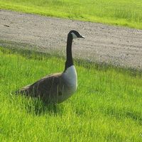 La bernache du Canada