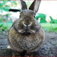 lapin