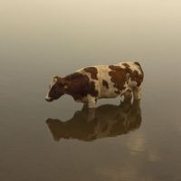 C’est à l’aide d’une grue que les pompiers sont parvenus à sortir la bête hors de l’eau (illustration).