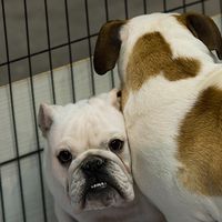 En 2011, la mère avait volé un bouledogue anglais dans une animalerie à Liège (illustration).