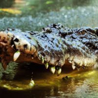 Un crocodile 