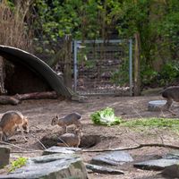 Des maras