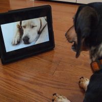 Un chien regarde Dog TV
