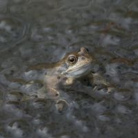 La grenouille rousse que l'on peut trouver dans la réserve naturelle