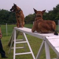 La carrière de chien de sécurité à la STIB : un métier d'avenir pour le meilleur ami de l'homme