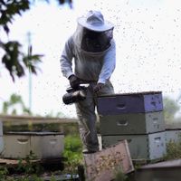 Un rapport dénonce le lobbying effréné d'entreprises contre l'interdiction de pesticides dangereux pour les abeilles