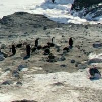 Les pingouins de l'Antarctique selon Street View