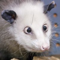 Opossum Qui Louche