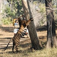 Forêt indienne