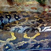 Le tribunal a estimé que la saisie ne se justifiait que pour 6 animaux, dont 3 pythons.