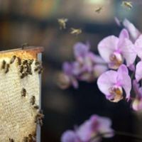 La commission propose une interdiction temporaire de certains pesticides nocifs pour les abeilles