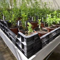 Des plants d'artemisia annua