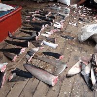 Pêche illégale d'ailerons de requin
